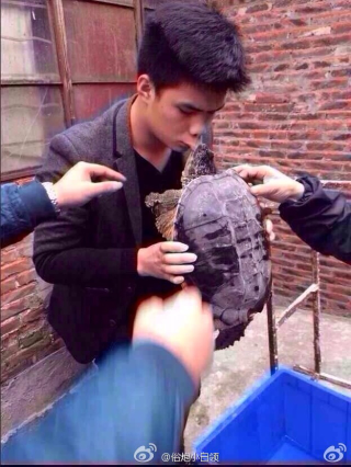 Illustration for article titled Why You Shouldn't Kiss a Snapping Turtle